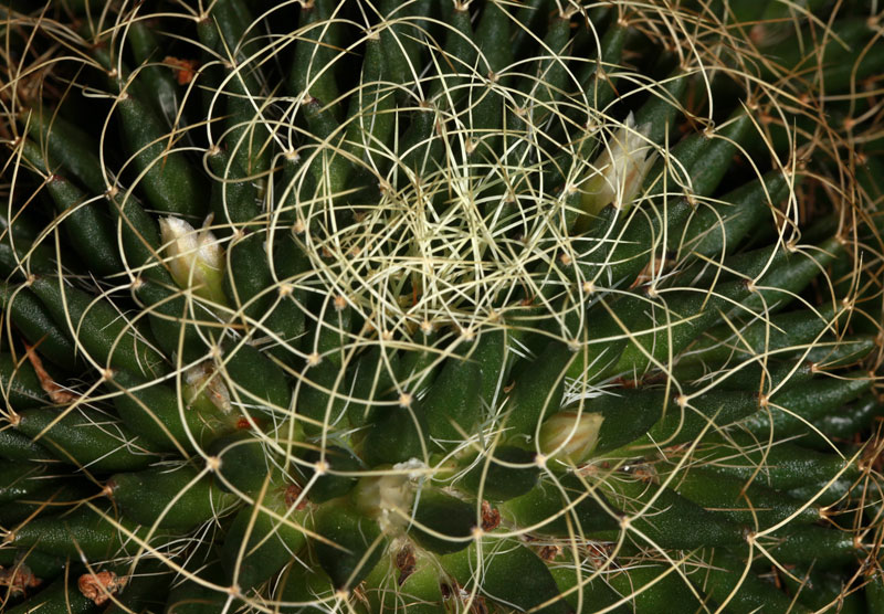 Mammillaria decipiens subsp. albescens